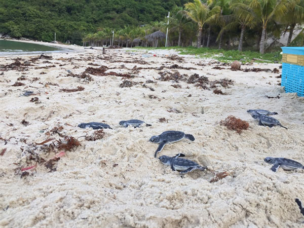 Endangered baby turtles released to the sea