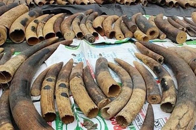 Hai Phong Police prosecute ivory, pangolin scale traffickers