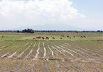 Ninh Thuan farmers lack water, leave 1,500ha of paddies fallow