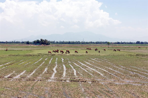 Ninh Thuan farmers lack water, leave 1,500ha of paddies fallow