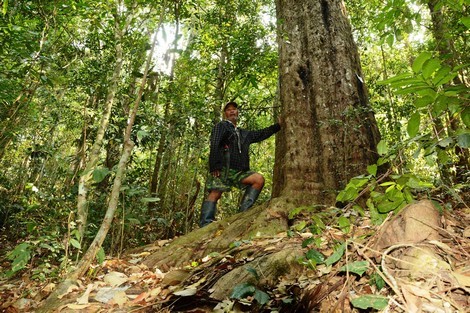 Người giữ 'kho báu' rừng thông đỏ trên núi Voi