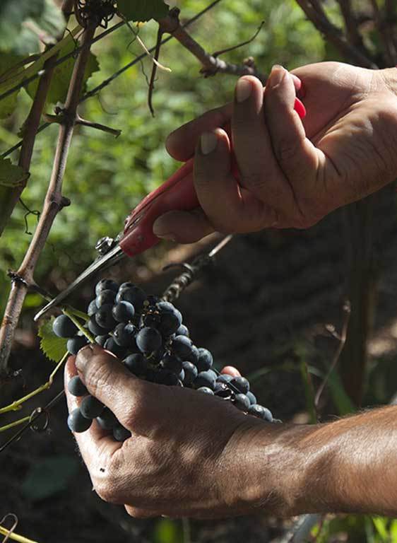 Vườn nho tạo ra rượu ngon hàng đầu thế giới