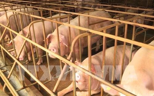 Damages from swine fever reach VND3.6 trillion