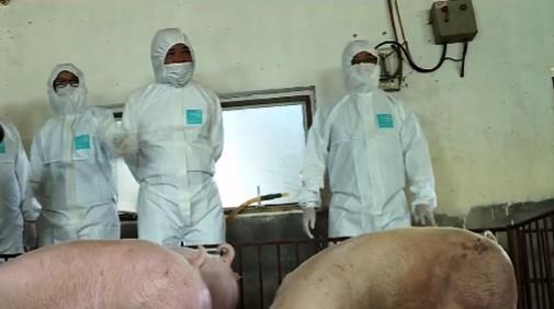 Vietnam needs 2 years to produce vaccine against African swine fever