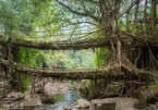 'Cây cầu sống' đan bằng rễ cây, tồn tại cả trăm năm vẫn dùng tốt
