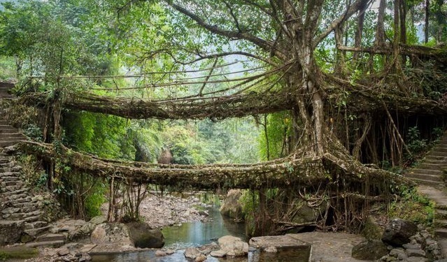 'Cây cầu sống' đan bằng rễ cây, tồn tại cả trăm năm vẫn dùng tốt