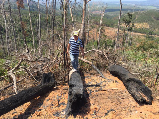 VN forests shrink as more people use land for agricultural production