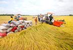 Vietnam's rice exports to China plunge