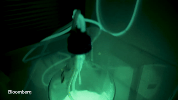 Con người sẽ sử dụng vi khuẩn phát quang để thay thế đèn điện