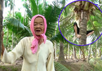 Thán phục cụ bà Trà Vinh 77 tuổi leo dừa thoăn thoắt