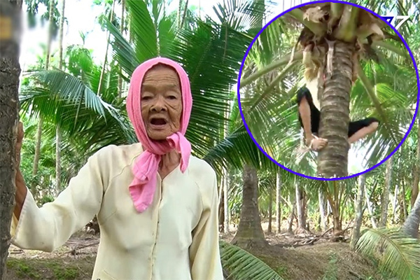 Thán phục cụ bà Trà Vinh 77 tuổi leo dừa thoăn thoắt