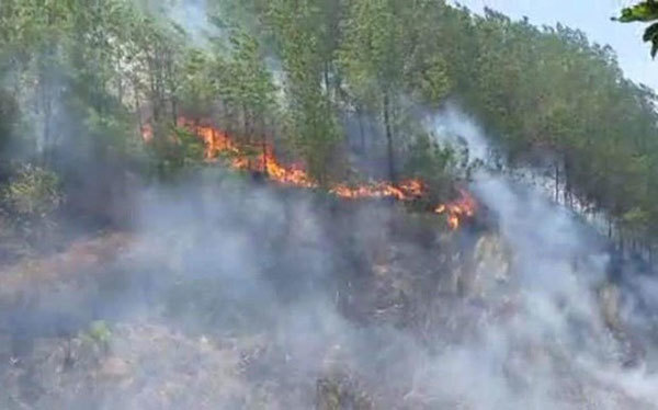 Four charged over forest fires in Ha Tinh