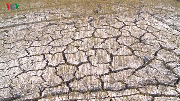 Binh Dinh experiences most serious drought in 15 years