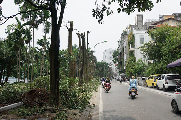 Trăm cây hoa sữa về bãi rác Nam Sơn, không thể ngăn được mùi hôi thối