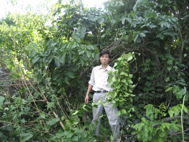 The scientist who dreams of making Vietnam an herbal medicine center