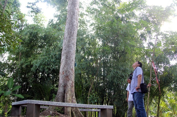 Độc nhất Việt Nam, cây sầu riêng 100 tuổi 2 người ôm không xuể