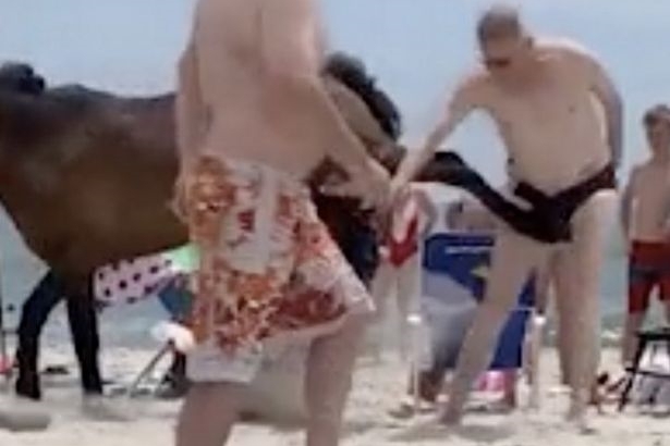 Khoảnh khắc đau đớn người đàn ông bị ngựa đá ngay ‘chỗ hiểm’