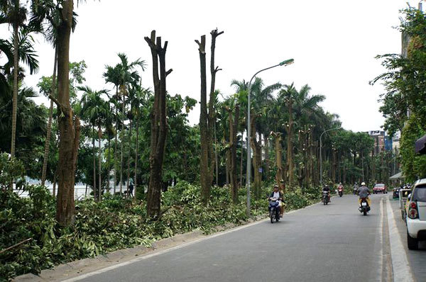 Hanoi removes more than 100 trees for unpleasant odour