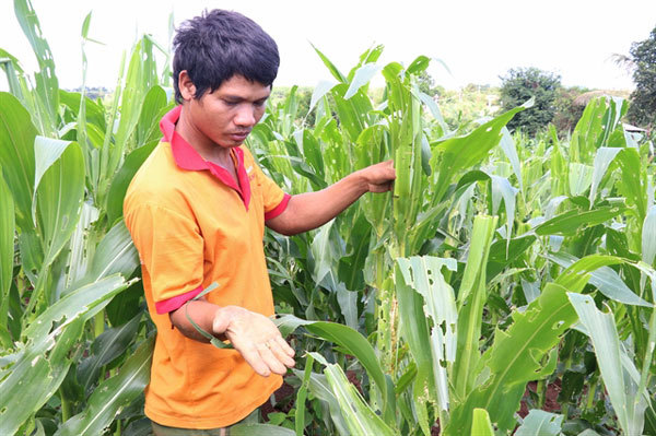 Ministry tightens control measures against pest attacking corn fields