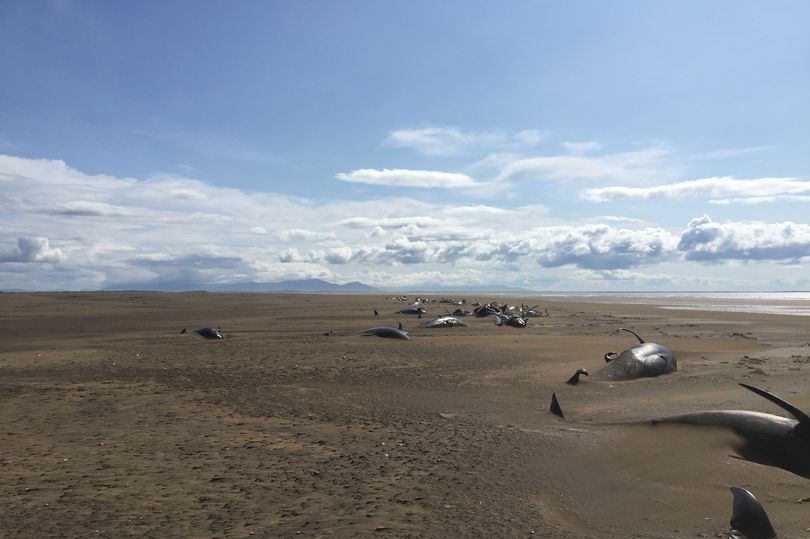 Hình ảnh hàng chục con cá voi chết khô trên bãi biển