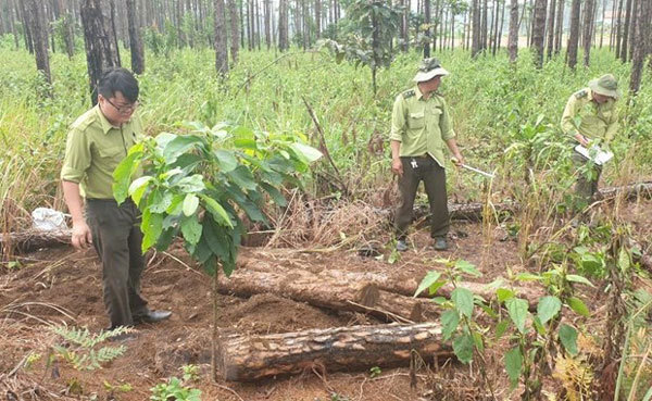 Lam Dong police discover pine forest destruction