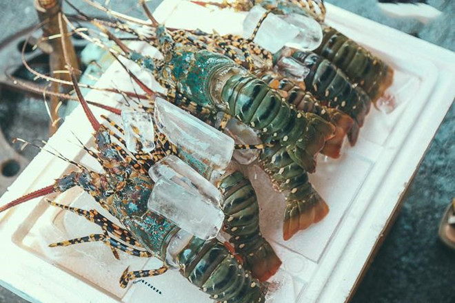 Tôm hùm giá rẻ của Mỹ tìm cửa vào Việt Nam