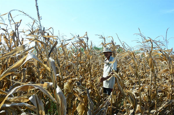 Rice, maize hit by serious drought