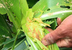 Fall armyworm attacks Vietnam’s agriculture