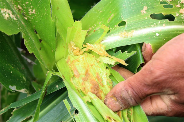 Fall armyworm attacks Vietnam’s agriculture