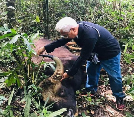 Bò tót đực nặng 800kg chết trong rừng sâu khu bảo tồn ở Đồng Nai