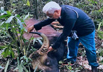 Bò tót đực nặng 800kg chết trong rừng sâu khu bảo tồn ở Đồng Nai