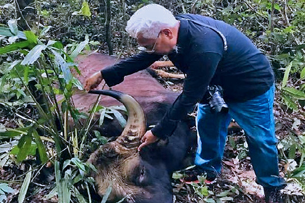Bò tót đực nặng 800kg chết trong rừng sâu khu bảo tồn ở Đồng Nai