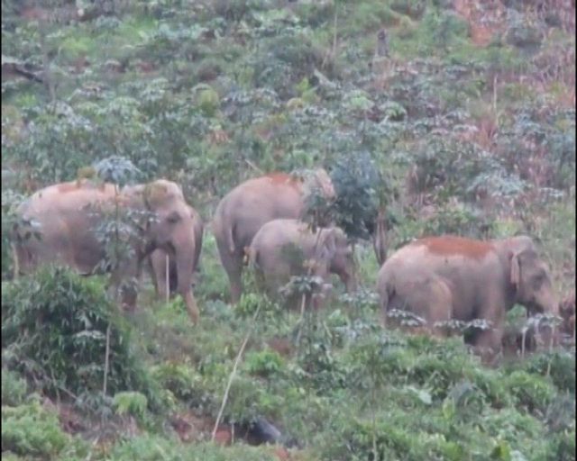 Seven Sri Lanka elephants dead from suspected poisoning