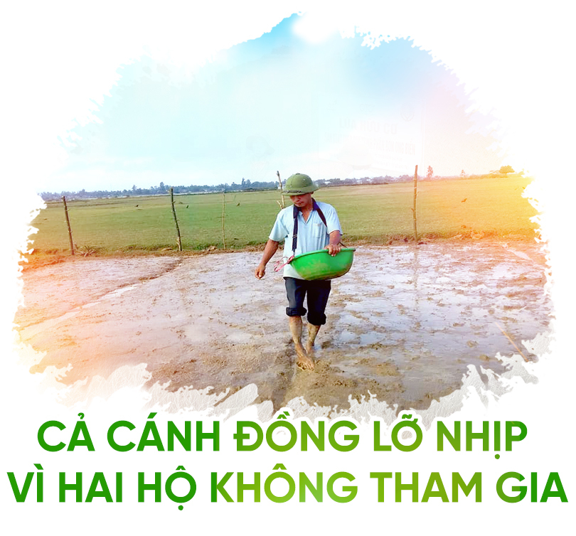 nông nghiệp hữu cơ,nông nghiệp sạch,lúa hữu cơ,Quảng Trị