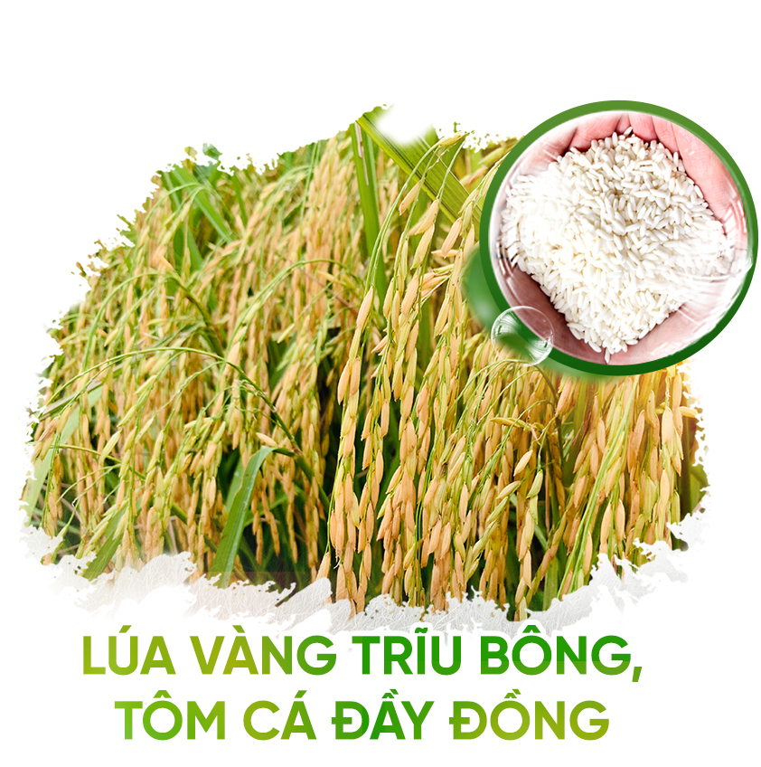 nông nghiệp hữu cơ,nông nghiệp sạch,lúa hữu cơ,Quảng Trị