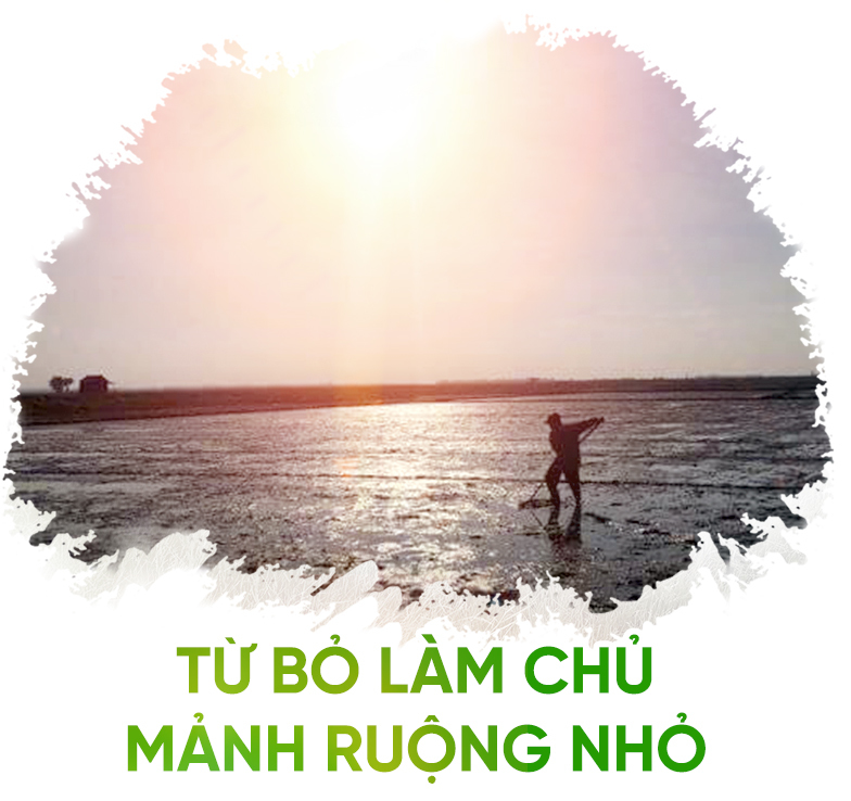 nông nghiệp hữu cơ,nông nghiệp sạch,lúa hữu cơ,Quảng Trị