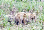 Nghe An to spend more than $800,000 on elephant conservation