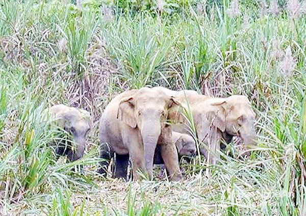 Nghe An to spend more than $800,000 on elephant conservation