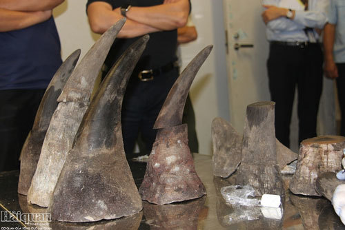 Sừng tê giác, xì gà 'cưỡi máy bay' về Việt Nam