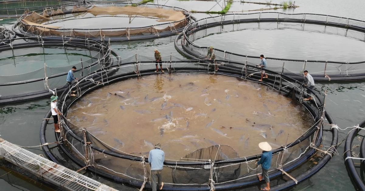 Con cá tầm to như cột nhà trong lòng hồ thủy điện Sơn La