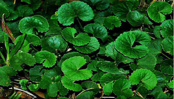 Loại rau mọc dại ở Việt Nam lại là 'thần dược ma thuật' của người Ấn Độ