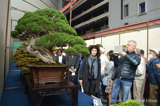 Lý giải nguyên nhân cây cảnh bonsai lại có giá trên trời