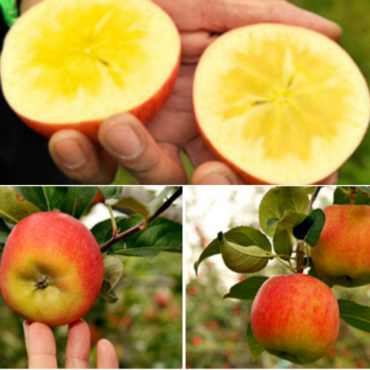 1,5 triệu một kg táo mật Nhật Bản bán tại Việt Nam