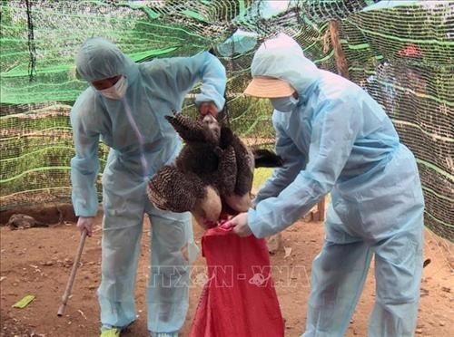 Avian flu breakouts recorded in 11 localities in Vietnam