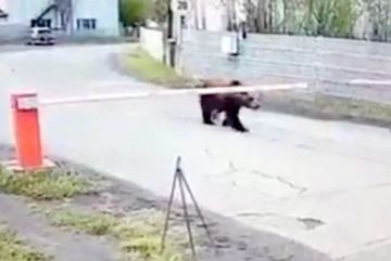 Gấu hoang bị bắn chết vì liên tục 'đột nhập' vào sân bay