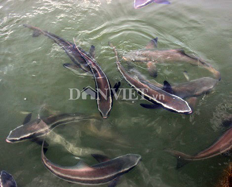 5.000 con cá bớp ở đầm Cù Mông hễ thấy người là 'nhõng nhẽo' đòi ăn