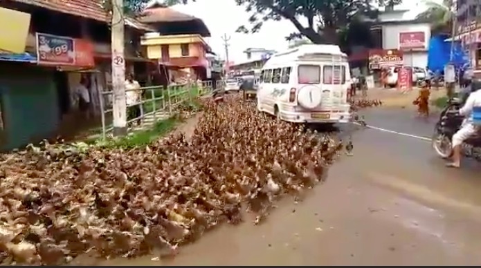 Vịt tuần hành gây tắc đường