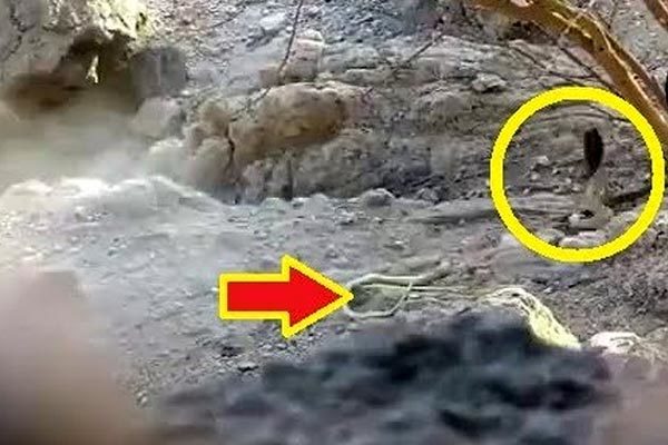 Rắn hổ mang bị bắn đứt đôi thân vẫn lao đầu chạy trốn