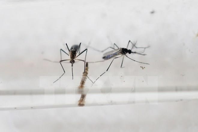 Evaluation on dengue fever vaccine completes in Vietnam