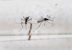 Evaluation on dengue fever vaccine completes in Vietnam
